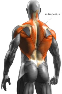 Trapezový sval